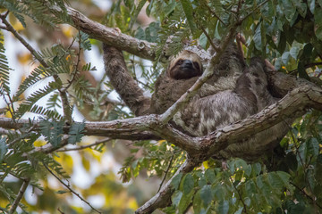 Brown throated sloth in the tree, Amazonas region, Brazil, South America