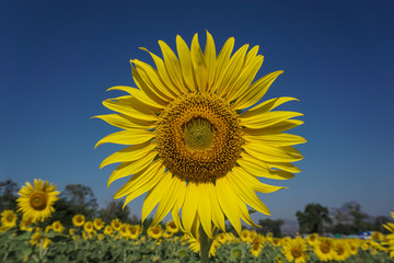 Obraz premium Beautiful sunflowers against blue sky