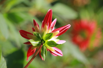 Dahlia  flowers in the garden