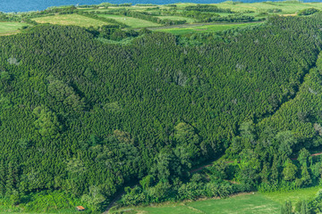 Fototapeta na wymiar Green forest pattern of Faial Island, Azores, Portugal