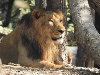 Gaze of an Asian lion in forest shadow. Calmness of the King of beasts, biggest cat of the world. The most dangerous and mighty predator of the world. Square image.  closeup photography of wild animal © Motion Photography