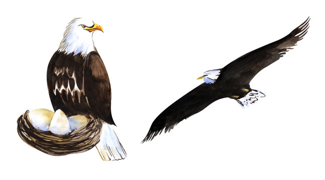 Two decorative elements. Bird of prey. Large bald eagle in the nest with eggs. A white-tailed eagle flying high in the sky with wings spread. Hand drawn watercolor sketch illustration on white