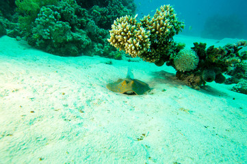 Blaupunktrochen unter Koralle