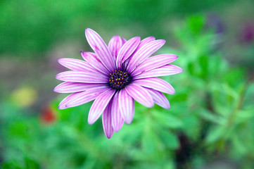 purple flower with green backround