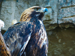 bald eagle