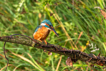 Kingfisher