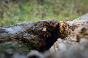 A small mushroom growing in a dead tree