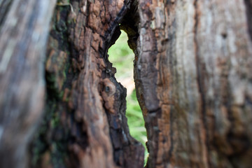 Dead wood cracked revealing the grass below 