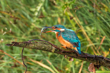 Kingfisher