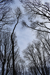 A worms eye view of an Irish woodlands tree canopy 