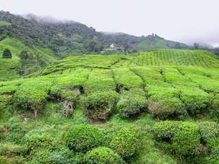 Fototapeta na wymiar Tea plantation in Malaysia