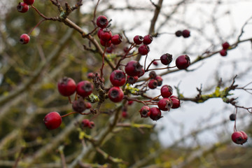 Winter berries