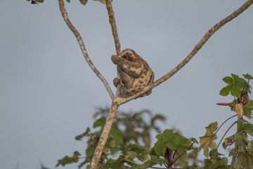 Brown throated sloth in the tree, Amazonas region, Brazil, South America