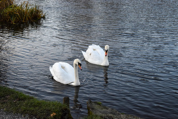 A peaceful couple of swans swimming together calmly on a winter afternoon