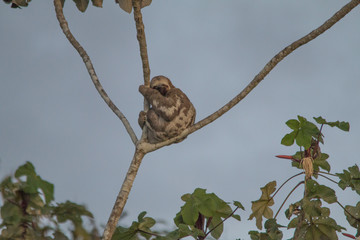 Brown throated sloth in the tree, Amazonas region, Brazil, South America