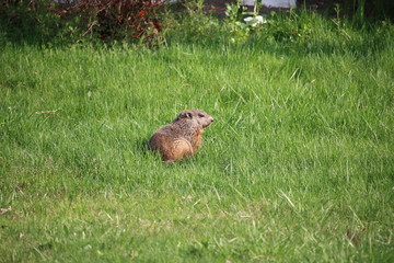 woodchuck in the grass