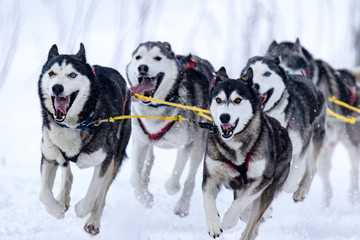 sled dog