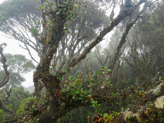 Mossy forest in Malaysia