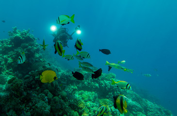 Unterwasserfotograf mit Fischen