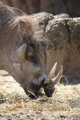 Warthog eating