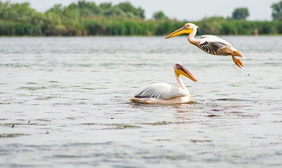 Fototapeta na wymiar Landing pelican