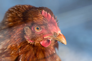 Portrait of a brown hen in an outdoor garden on a sunny day