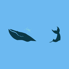  Grange whale illustration. Vector illustration of Blue whale isolated on blue background