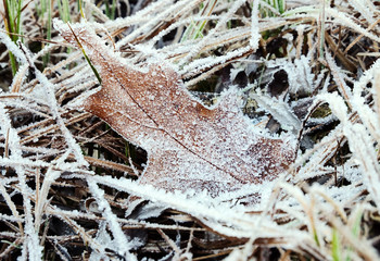 A leaf of American red oak covered with hoarfrost lies in the damp grass in early winter, during frosts.