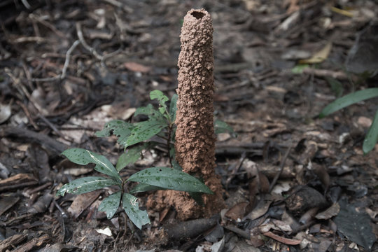 Cicada Larvae mud tubes, Amazon region, Brazil, South America