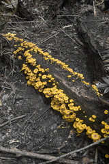 Obraz premium Yellow mushrooms on a dead trunk, Amazon region, Brazil, South America