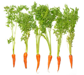 fresh carrots isolated on a white background. Bunch of baby carrots isolated on white background.