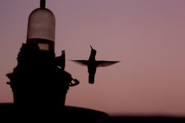 Fototapeta na wymiar Humming Bird Watching Sunset