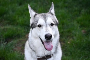 Husky in grass