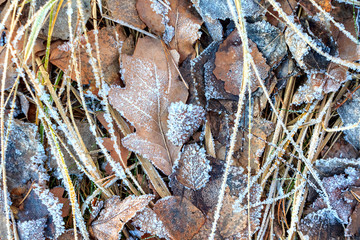 the frozen ice sheets in the winter , the snowflakes on the leaves