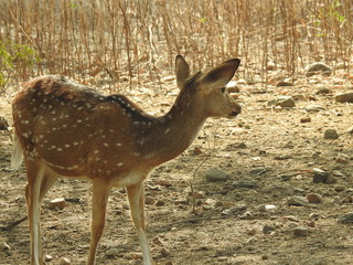 Roe deer sitting in a green grass field A closeup look and detailed view of this species. Western...