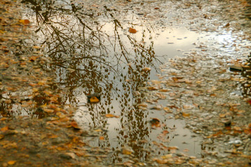 Charco de agua con hojas y el reflejo de las ramas de un árbol casi sin hojas, imagen otoñal.