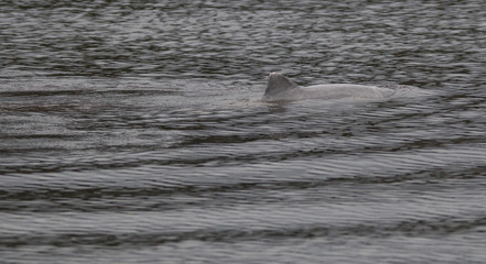 Amazon river dolphin, Brazil, South America