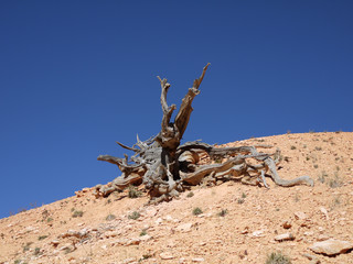 bryce canyon