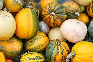 a bunch of assorted and colorful pumpkins on the field in the fall, harvest, crops