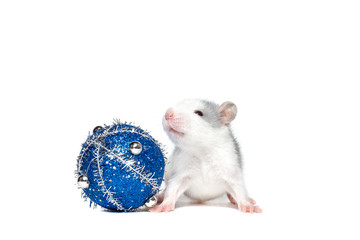 rat and Christmas  toy, isolated on white background.Symbol Of the new year 2020