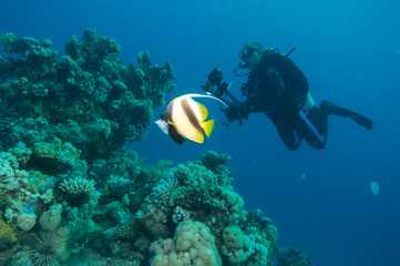 Fototapeta na wymiar Fahnenfalterfisch mit Unterwasserfotograf
