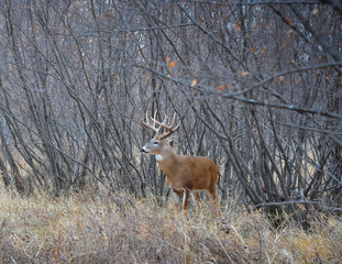 Naklejka na ściany i meble Large White Tail Buck leaves the forest to check out the field for other bucks