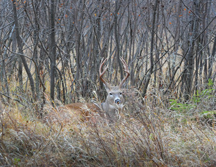 Big White Tail Buck hiding in the tall Grass resting from the  Fall Rut