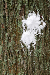 snowball mark on a tree trunk
