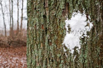 snowball mark on a tree trunk