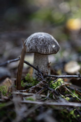Single Young birch bolete (Leccinum scabrum) in the forest on the bokeh dreamy background