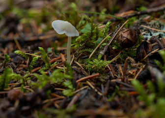 Macro photograph of a single delicate white mushroom surrounded by pine needles, pine cones, and small plants. From a boreal forest setting. 