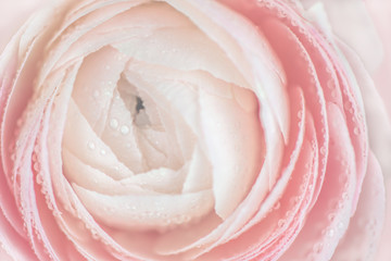 Fototapeta na wymiar close up of fresh pink rose flower with water drops