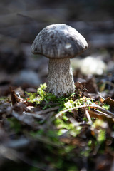 Single Young birch bolete (Leccinum scabrum) in the magical forest on the bokeh dreamy background