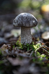 Single Young birch bolete (Leccinum scabrum) in the forest on the bokeh dreamy background